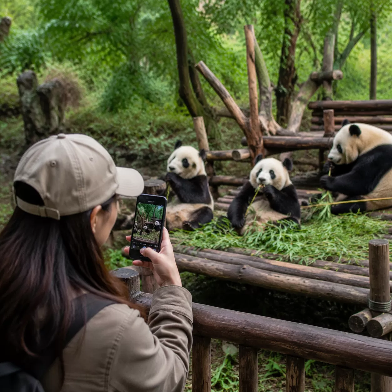 Chengdu Panda Base Visit Tips