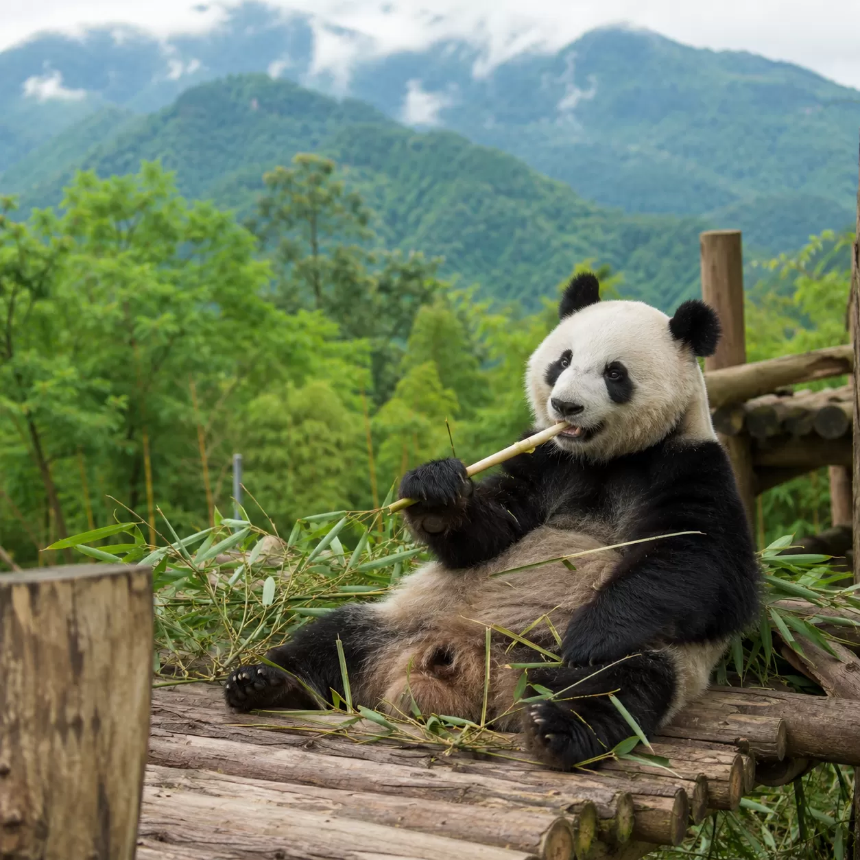 Things to do in Chengdu Day Trips